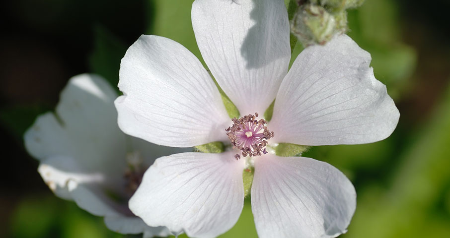 Bijeli sljez - Althaeae radix
