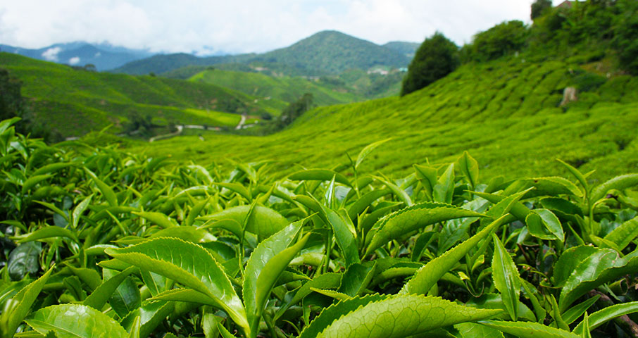 Zeleni čaj - Camellia sinensis folium