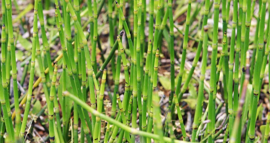 Preslica - Equiseti herba